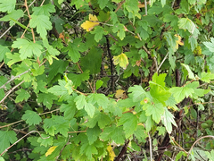 Ribes divaricatum