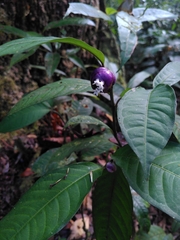 Palicourea apoda