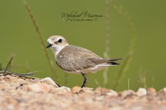 Charadrius alexandrinus