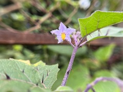 Solanum hovei