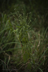 Verbenaceae