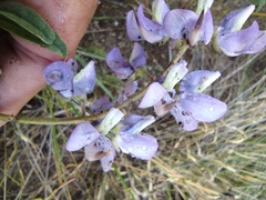Lupinus hyacinthinus