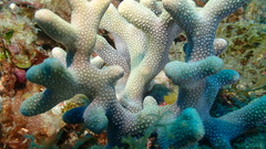 Porites porites