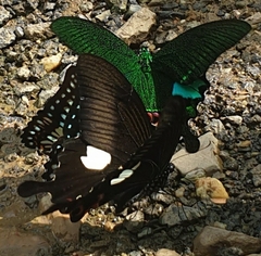 Papilio helenus