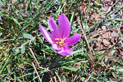 Colchicum autumnale