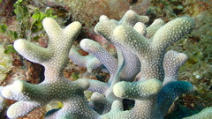 Porites porites