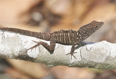 Anolis sagrei