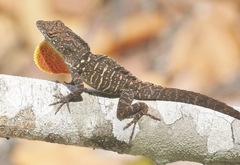 Anolis sagrei