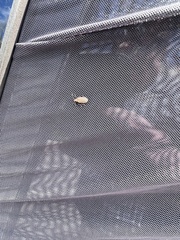 Neolochmaea dilatipennis