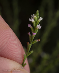 Verbenaceae