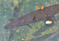 Atractosteus tristoechus