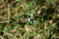 Kummerowia striata