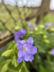 Strobilanthes sessilis