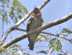 Chordeiles gundlachii