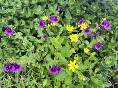Impatiens oppositifolia