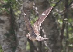 Chordeiles gundlachii