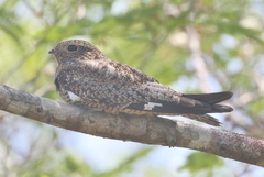 Chordeiles gundlachii