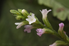 Verbenaceae