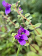 Impatiens oppositifolia