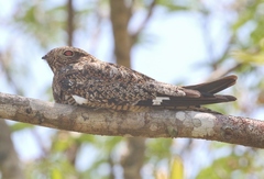 Chordeiles gundlachii