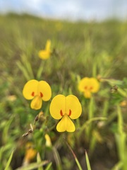Smithia hirsuta