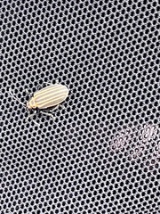 Neolochmaea dilatipennis