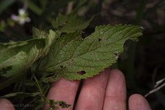 Verbenaceae