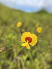 Smithia hirsuta