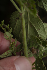 Verbenaceae