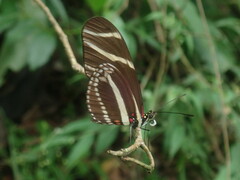 Heliconius charithonia vazquezae