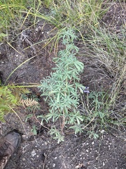 Lupinus hyacinthinus