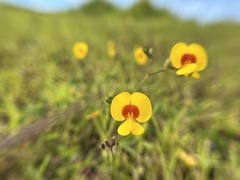 Smithia hirsuta