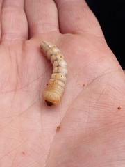 Prionoplus reticularis