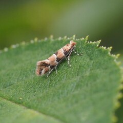 Phyllonorycter trifasciella