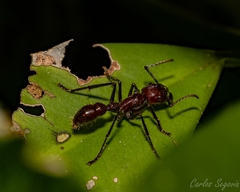 Paraponera clavata