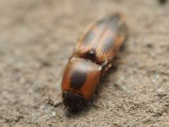 Aeolus mellillus