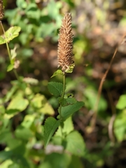 Agastache urticifolia