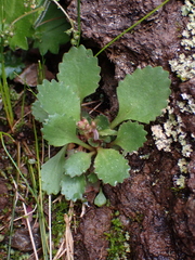 Micranthes occidentalis