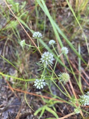 Eryngium aromaticum