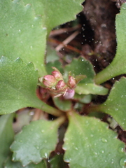 Micranthes occidentalis