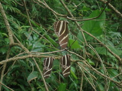 Heliconius charithonia vazquezae