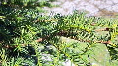 Taxus baccata