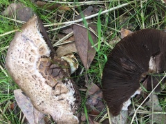Agaricus comtulus