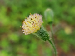 Emilia praetermissa