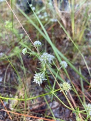 Eryngium aromaticum