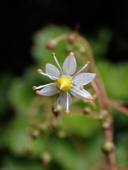 Saxifraga