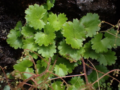 Saxifraga