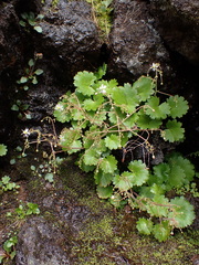 Saxifraga