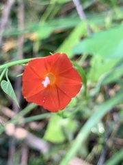 Ipomoea coccinea