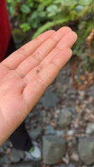 Armadillidium nasatum